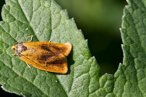 Réf. 80 590 : Ptycholoma lecheana