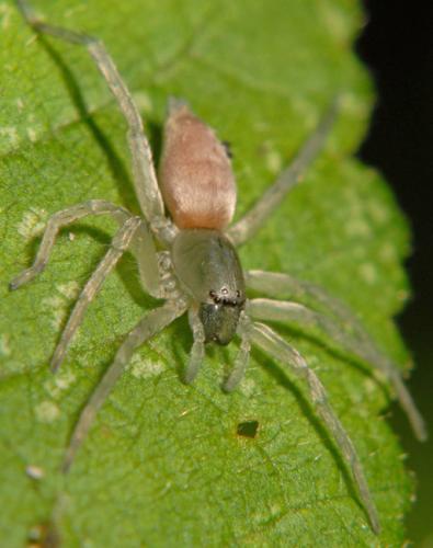 Clubiona sp.
