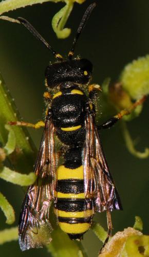 Réf. 80 265 : Cerceris quadricincta