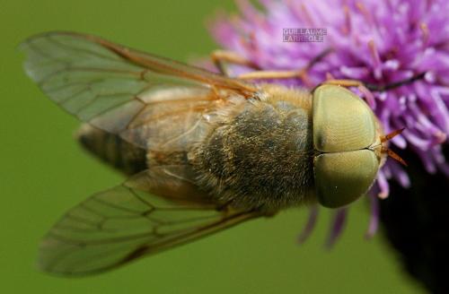 Atylotus fulvus