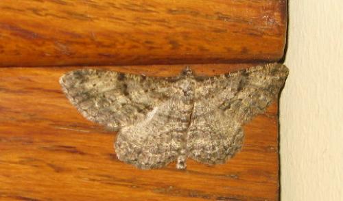 Peribatodes rhomboidaria
