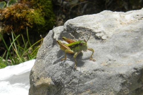 Epipodisma pedemontana waltheri