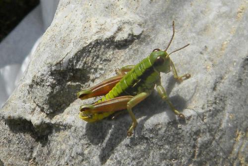 Epipodisma pedemontana waltheri