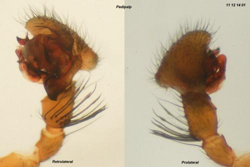 Centromerita bicolor