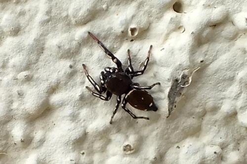 Heliophanus kochii