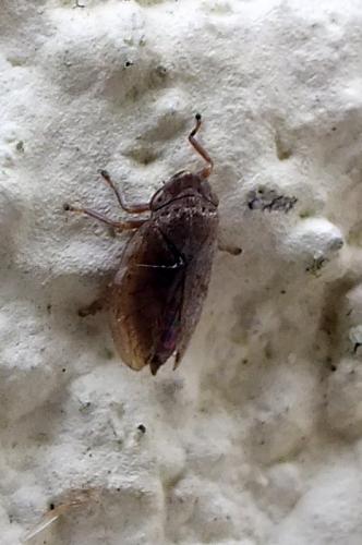 Philaenus spumarius