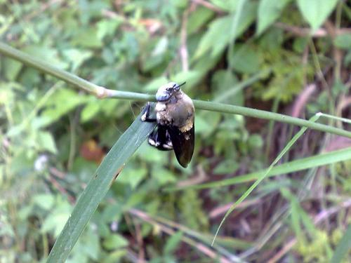 Xylocopa sp.