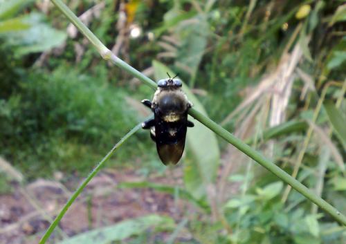 Xylocopa sp.