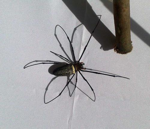 Réf. 80 467 : Nephila pilipes