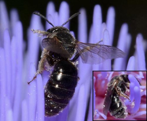 Lasioglossum sp.