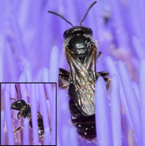 Lasioglossum sp.