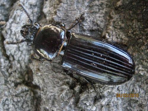 Pharochilus politus