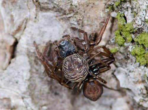 Coriarachne depressa