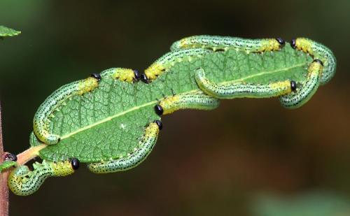 Euura miliaris