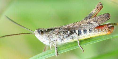 Chorthippus sp.