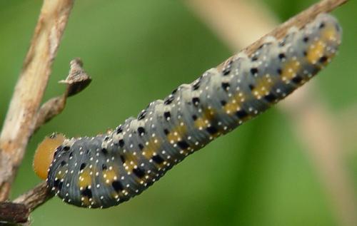 Zonuledo amoena