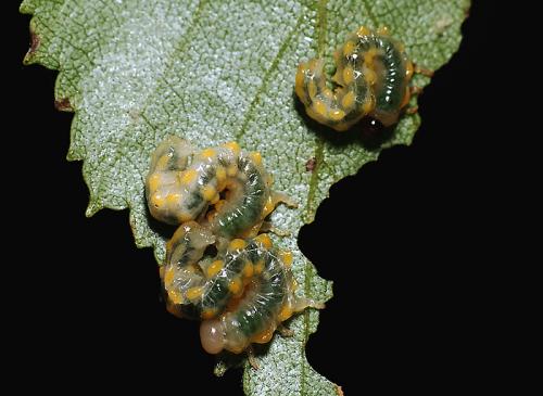 Spinarge metallica