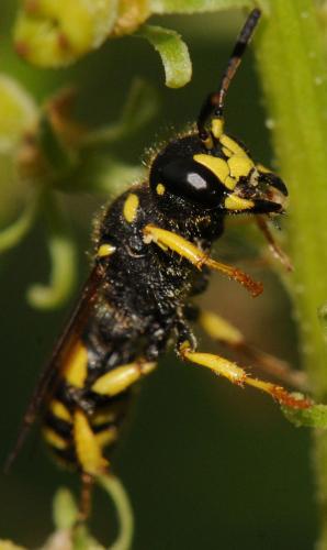 Cerceris quadricincta