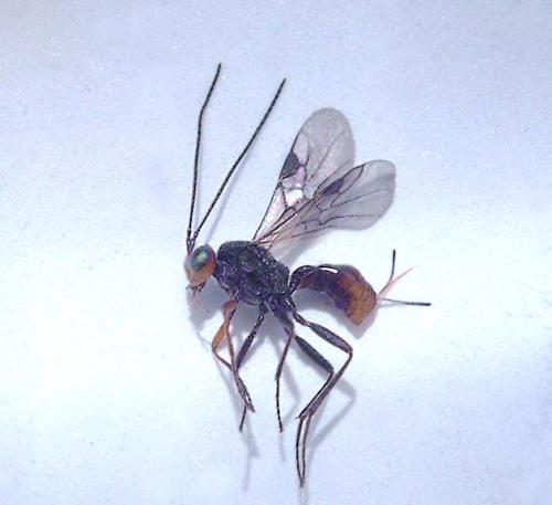 Dinocampus coccinellae