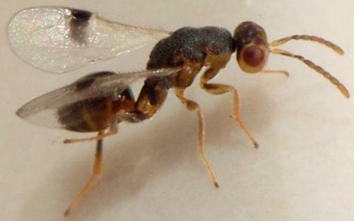 Sycophila sp.