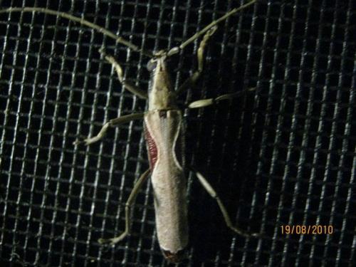 Uracanthus sp.