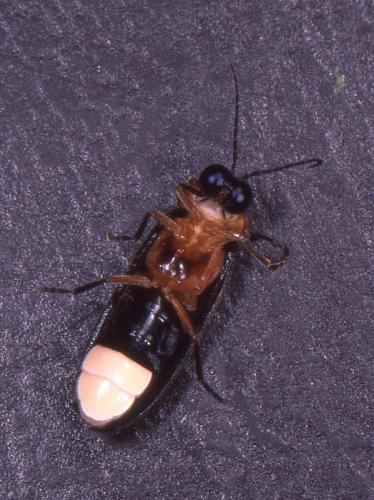 Luciola lusitanica