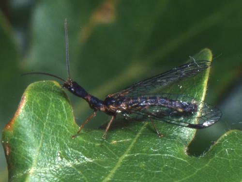 Parainocellia bicolor