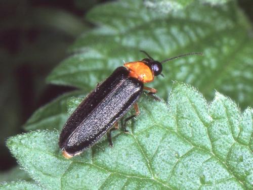 Luciola lusitanica