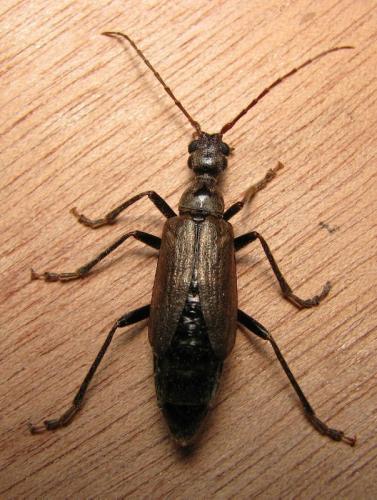 Vesperus xatarti