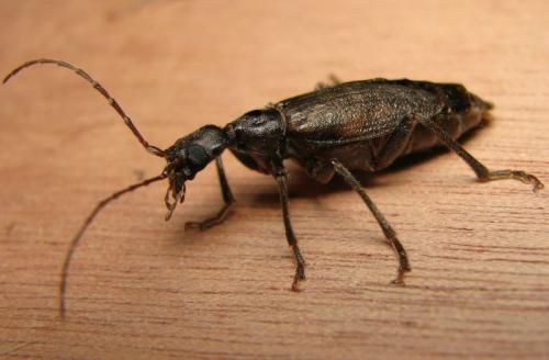 Vesperus xatarti