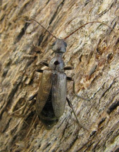 Vesperus xatarti
