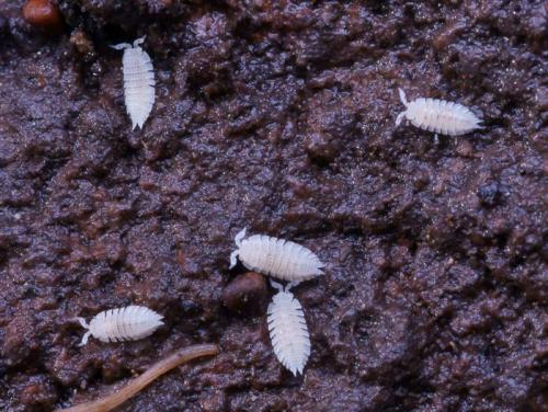 Platyarthrus sp.