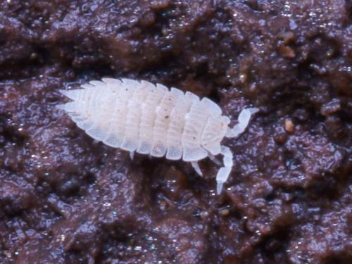 Platyarthrus esterelanus