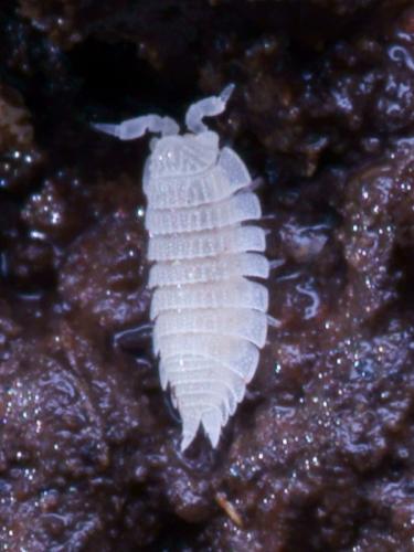 Platyarthrus esterelanus