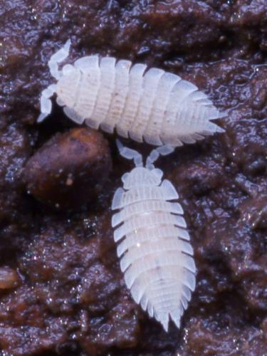 Platyarthrus esterelanus