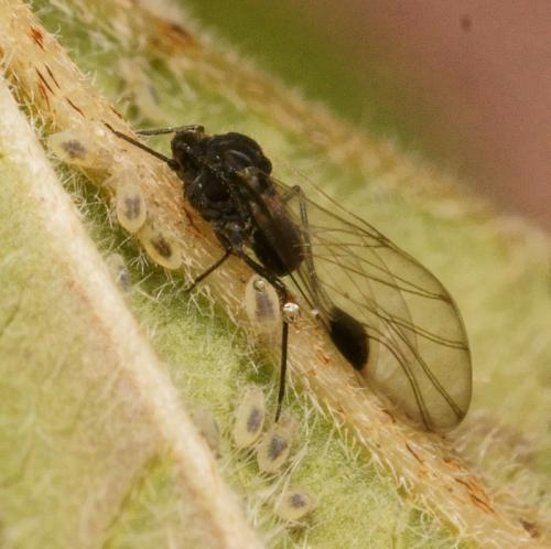 Anoecia corni