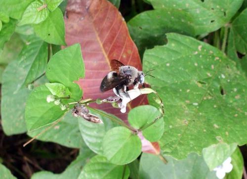 Xylocopa sp.