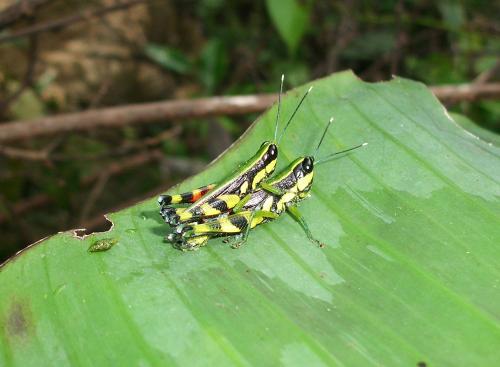 Réf. 80 628 : Stenocatantops sp.