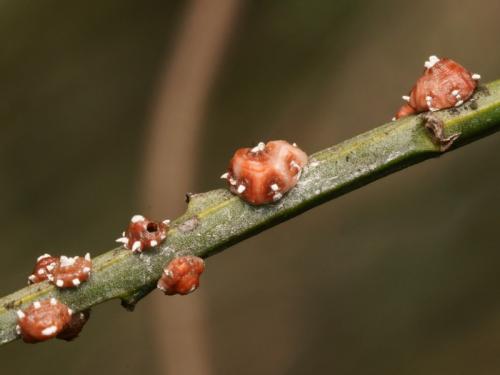 Réf. 80 399 : Ceroplastes sinensis