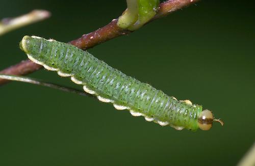 Arge dimidiata