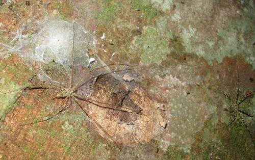 Hersilia baliensis