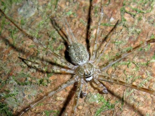 Hersilia baliensis