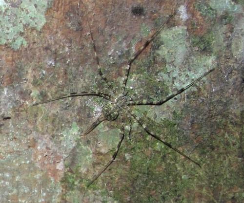 Hersilia baliensis