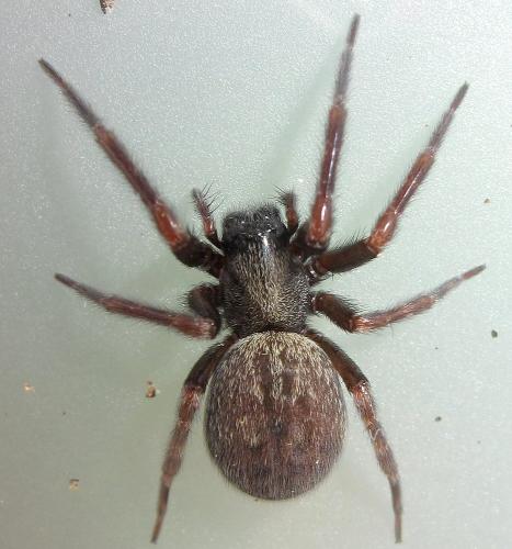 Badumna sp.