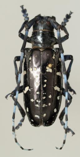 Réf. 80 275 : Anoplophora glabripennis