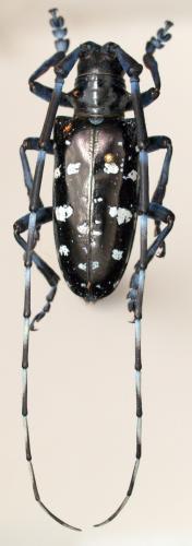 Anoplophora glabripennis