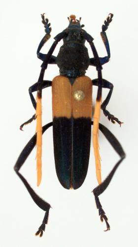 Leptosiella parallela