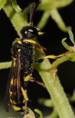 Réf. 80 266 : Cerceris quadricincta