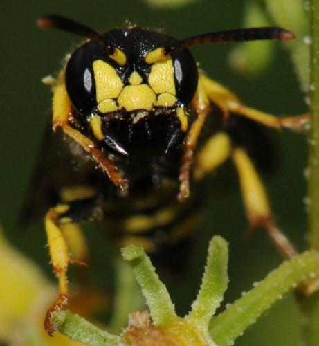 Réf. 80 268 : Cerceris quadricincta