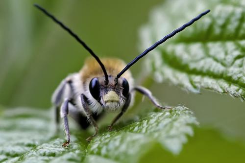 Eucera nigrescens